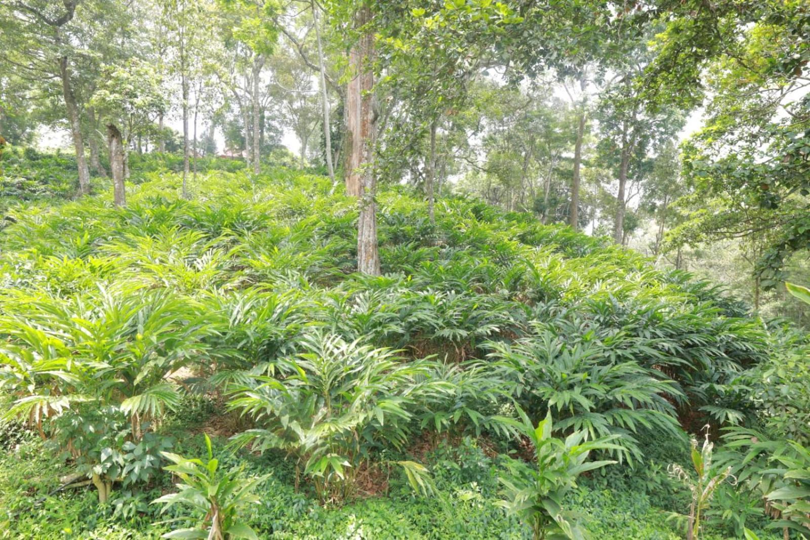 Green Shades Munnar Ngoại thất bức ảnh