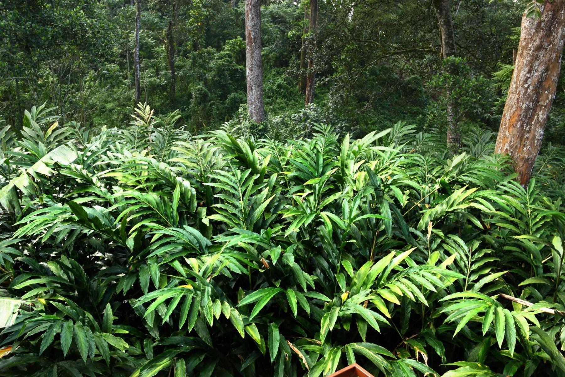 Green Shades Munnar Ngoại thất bức ảnh